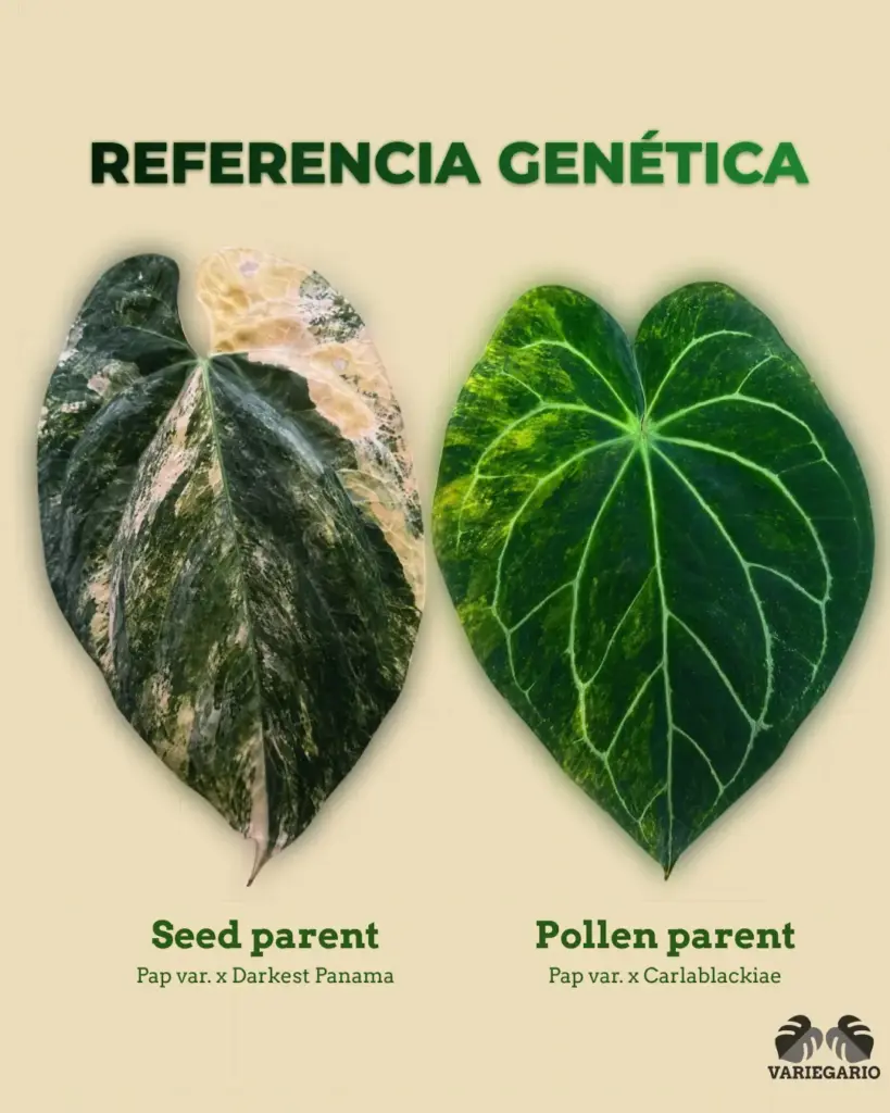 Referencia genética de Anthurium Pap var. x Darkest Panama como seed parent y Pap var. x Carlablackiae como pollen parent