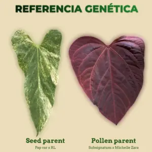 Referencia genética de Anthurium Pap var. x RL como seed parent y Subsignatum x Michelle Zara como pollen parent
