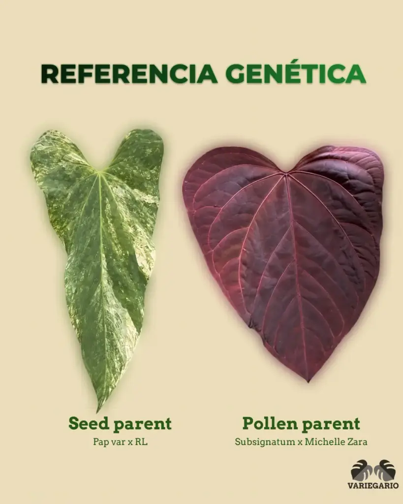 Referencia genética de Anthurium Pap var. x RL como seed parent y Subsignatum x Michelle Zara como pollen parent