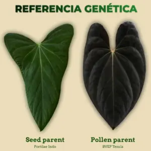 Referencia genética de Anthurium Portilae Indo como seed parent y BVEP Tezula como pollen parent