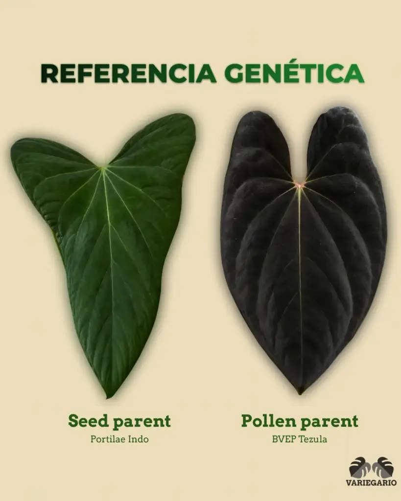 Referencia genética de Anthurium Portilae Indo como seed parent y BVEP Tezula como pollen parent
