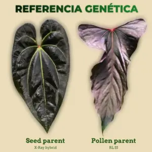 Referencia genética de Anthurium X-Ray hybrid como seed parent y RL S1 como pollen parent