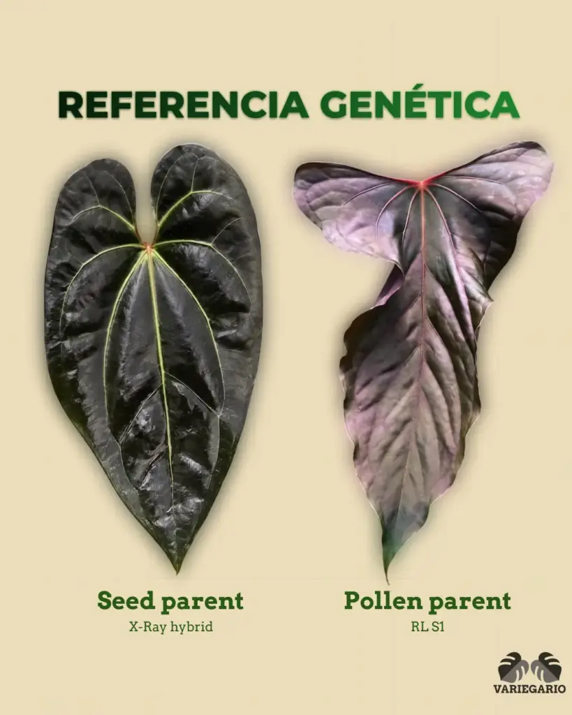 Referencia genética de Anthurium X-Ray hybrid como seed parent y RL S1 como pollen parent