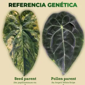Referencia genética de Anthurium papillilaminum variegado y Anthurium forgetii White Stripe x forgetii Dark