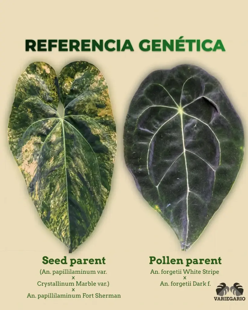 Referencia genética de Anthurium papillilaminum variegado y Anthurium forgetii White Stripe x forgetii Dark