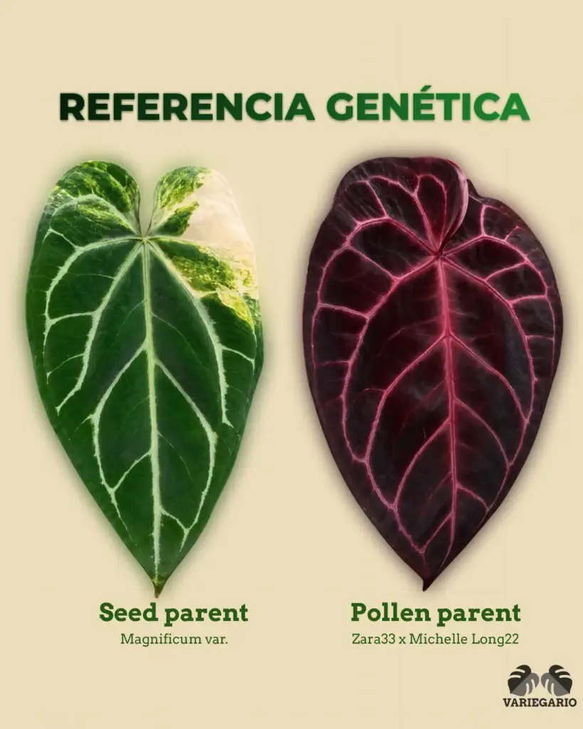 Referencia genética de Anthurium Magnificum var. como seed parent y Zaraa33 x Michelle Long22 como pollen parent