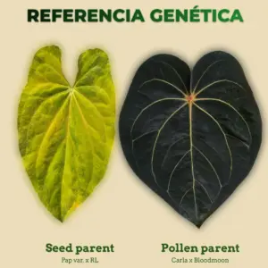 Semilla de Anthurium con genética documentada: Pap var. x RL como seed parent y Carla x Bloodmoon como pollen parent. Precio por semilla.