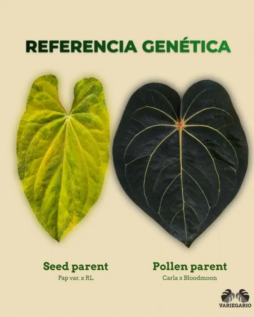 Semilla de Anthurium con genética documentada: Pap var. x RL como seed parent y Carla x Bloodmoon como pollen parent. Precio por semilla.