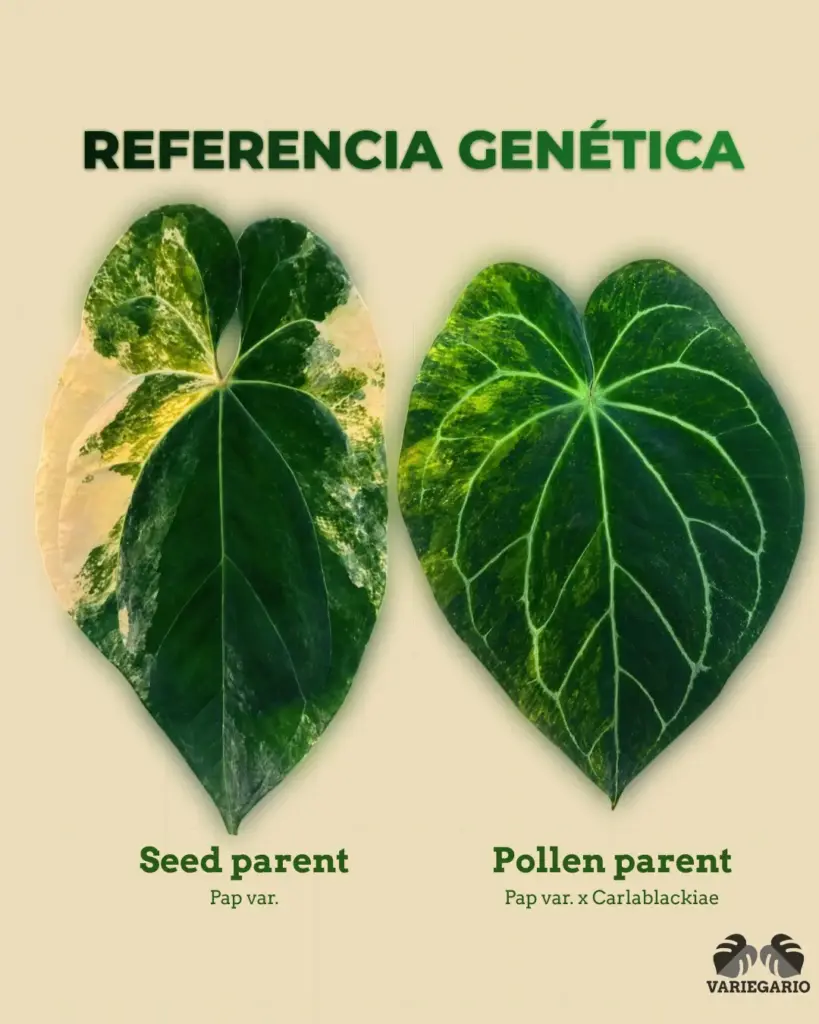 Referencia genética de Anthurium Pap var. como seed parent y Pap var. x Carlablackiae como pollen parent