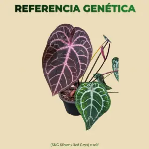 Referencia genética de Anthurium SKG Silver x Red Crys x self para semilla
