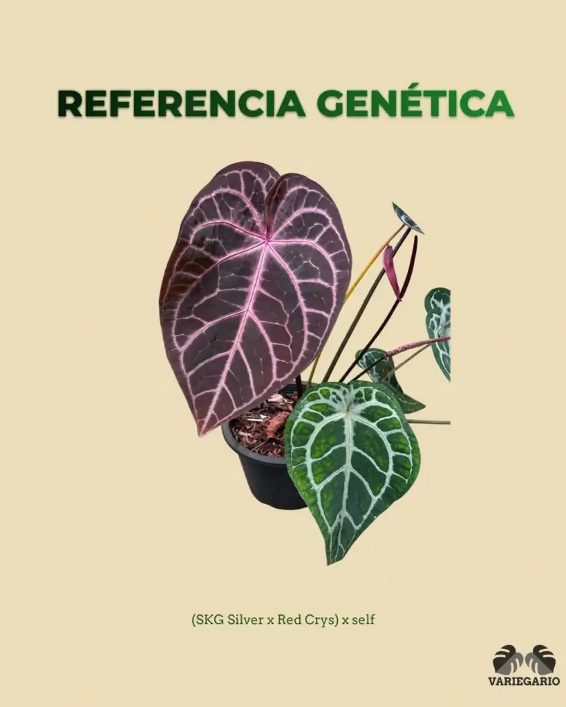 Referencia genética de Anthurium SKG Silver x Red Crys x self para semilla