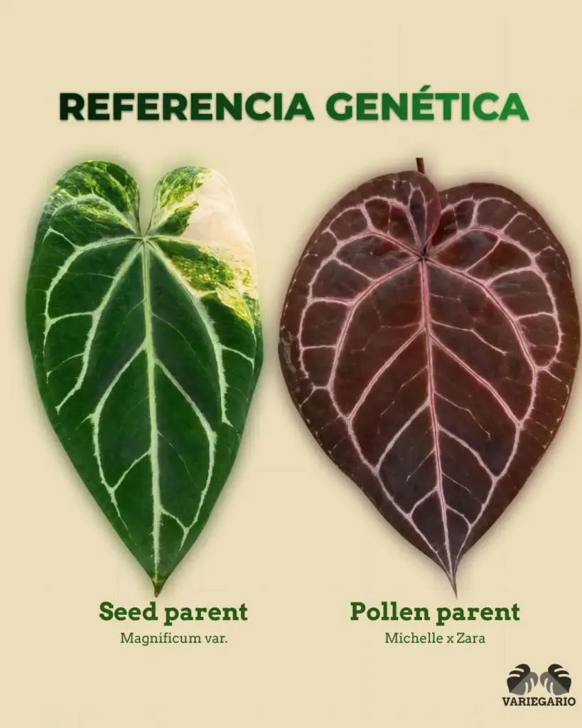 Referencia genética de Anthurium Magnificum var. como seed parent y Michelle x Zara como pollen parent
