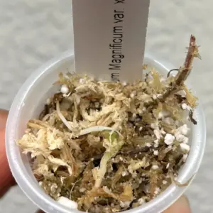 semilla de anturio