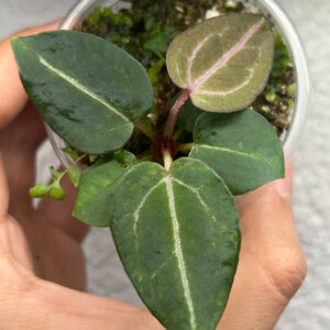 Anthurium Red Crys Tezula x Zara ejemplar S-01 cultivado por Variegario