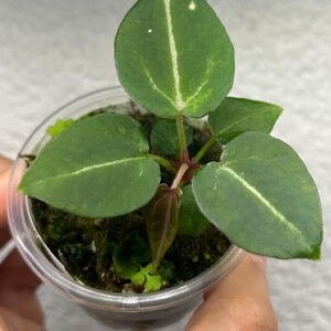 Hoja joven de Anthurium Red Crys Tezula x Zara ejemplar S-01