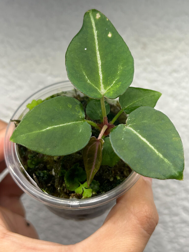 Hoja joven de Anthurium Red Crys Tezula x Zara ejemplar S-01