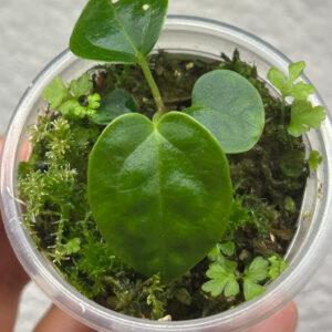 Anthurium BVEP Scott S1 x self ejemplar S-02 cultivado por Variegario