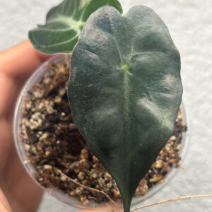 Alocasia Venom joven cultivada por Variegario