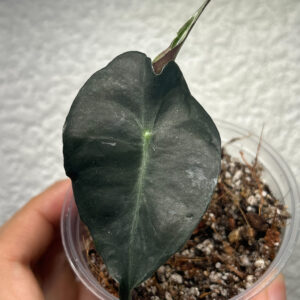 Ejemplar individual de Alocasia Venom en cultivo