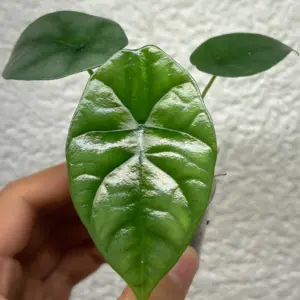 alocasia sinuata
