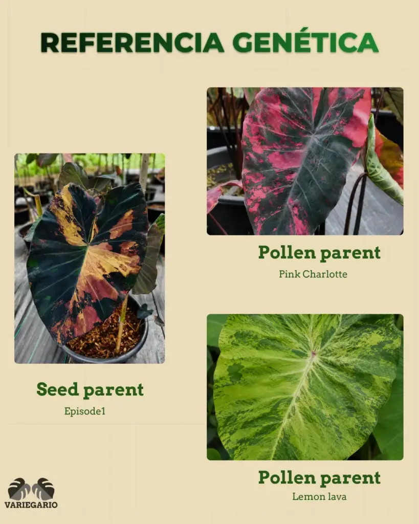 Colocasia híbrida