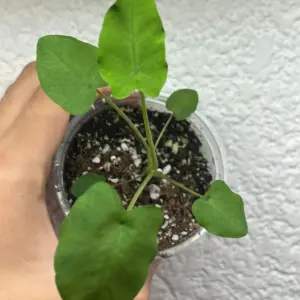 Colocasia híbrida