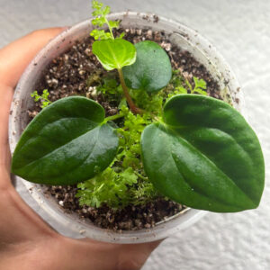 Sem 21