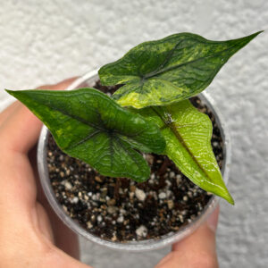Alocasia Jacklyn Aurea S-03 ejemplar joven disponible en Variegario