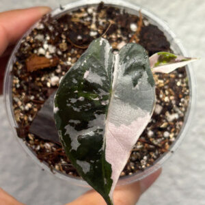alocasia amazonica pink