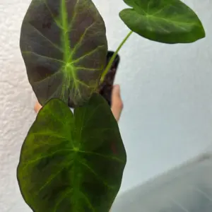 colocasia